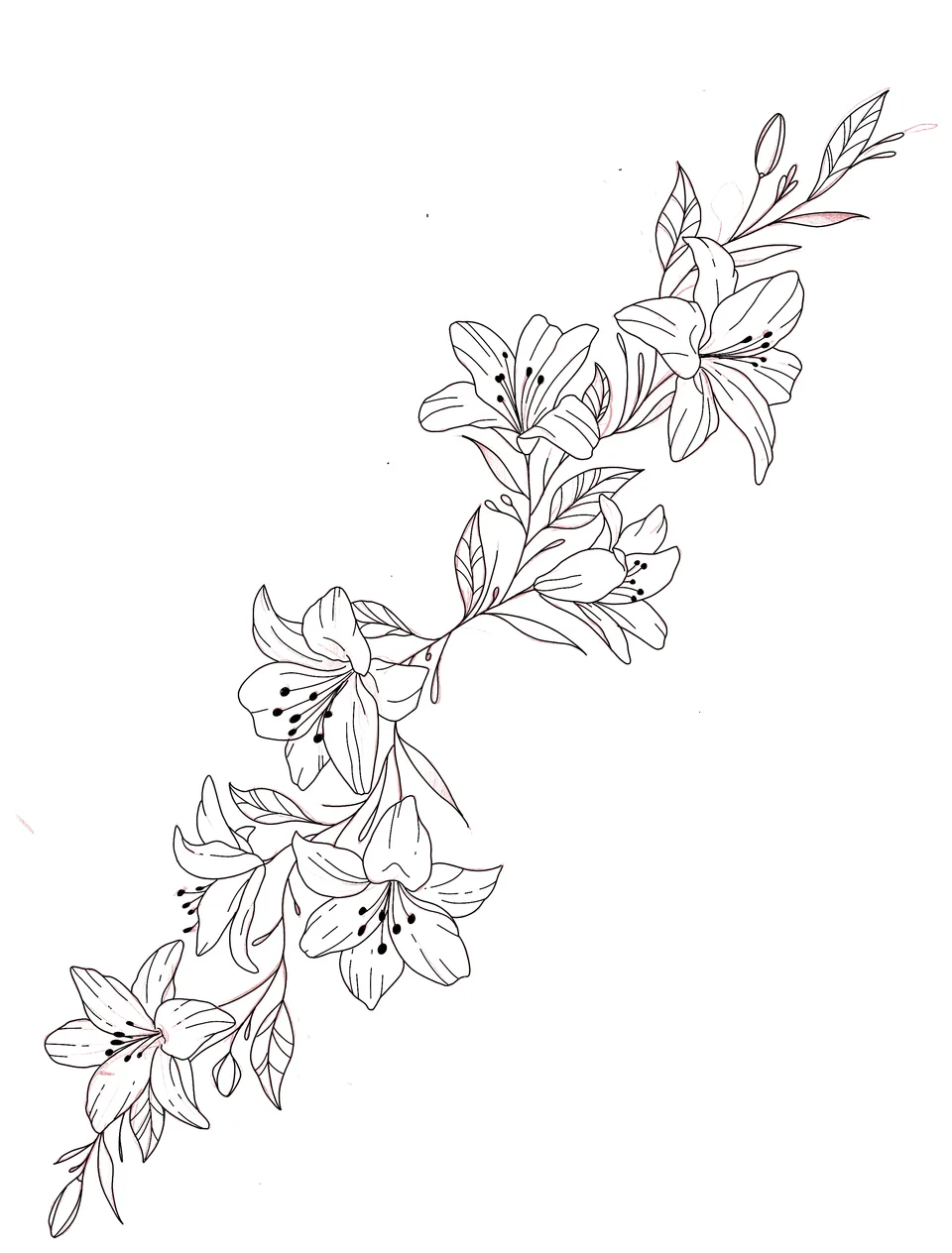 Fine outlined lilies and leaves drawn by Brodie Bailey.